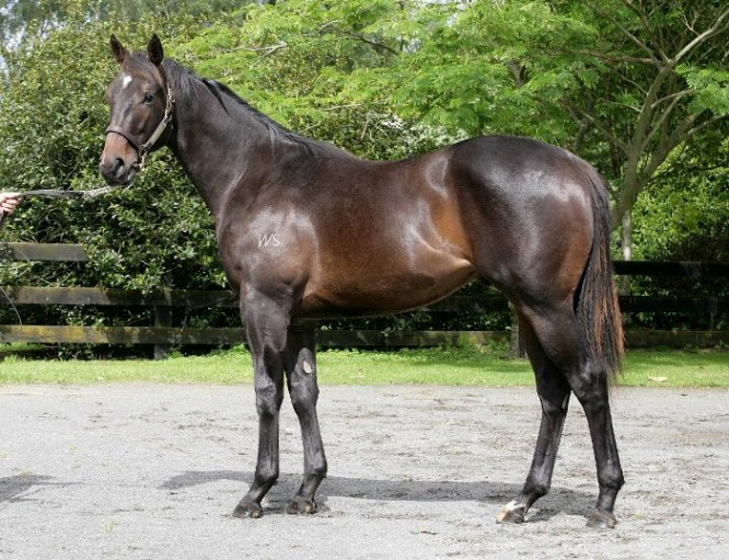 High On Believing (NZ) - photo 1