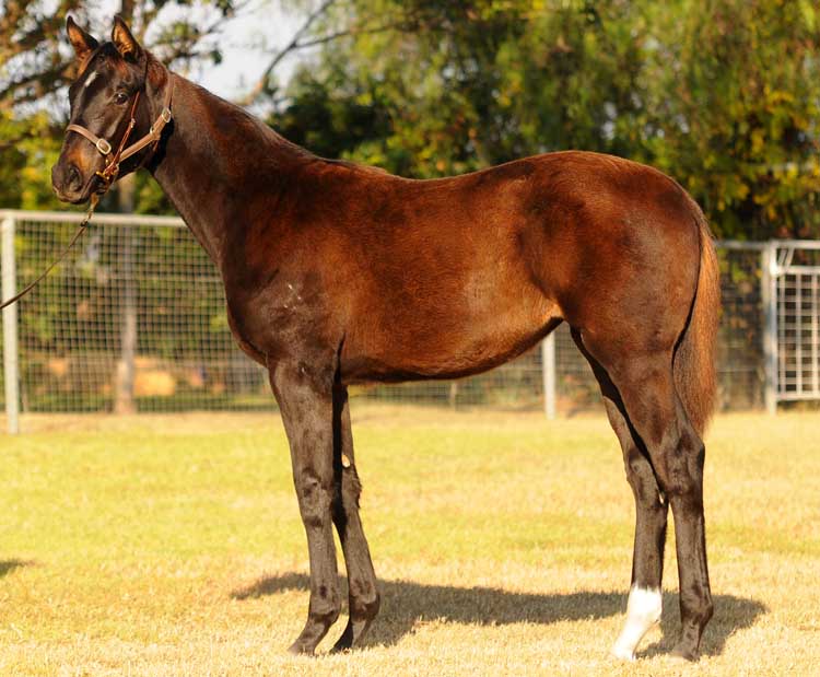 Galway Warrior - photo 1