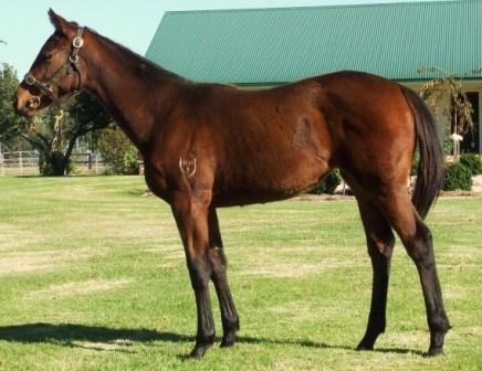 Beautiful Crown (USA) / Speedos (AUS) - photo 1