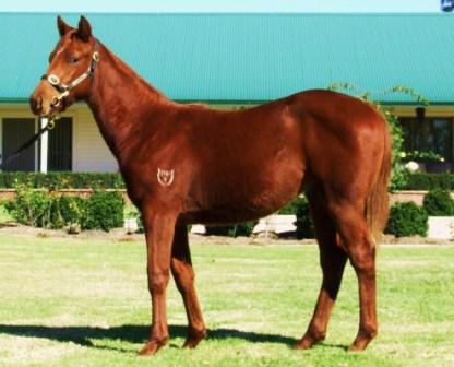 Latin Hero - photo 1