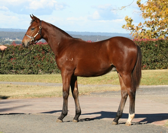 Snitzel (AUS) / August Queen (USA) - photo 1