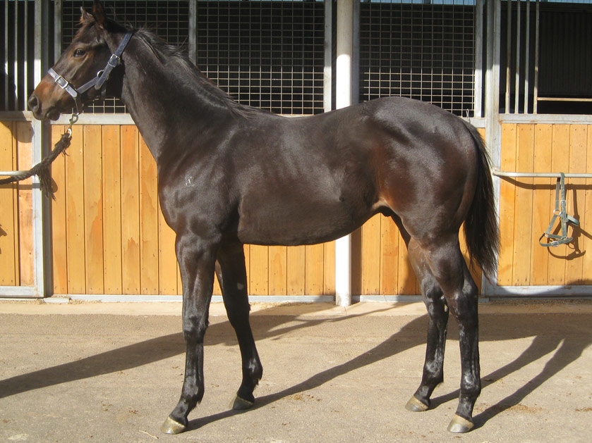 Henny Hughes (USA) / Come Up Smiling (USA) - photo 1