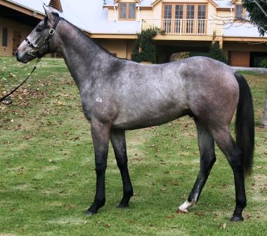 Dash For Cash (AUS) / Peau De Soie (AUS) - photo 1