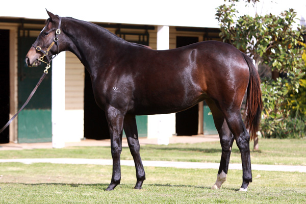 Our Rosella - photo 1