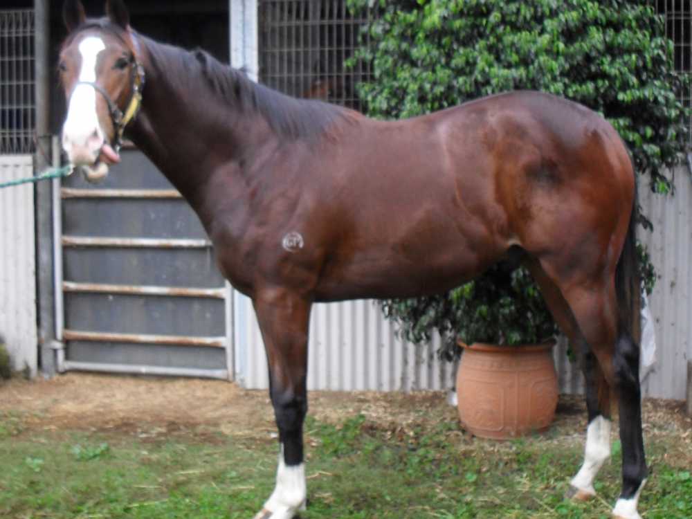 One Lucky Duck - photo 1