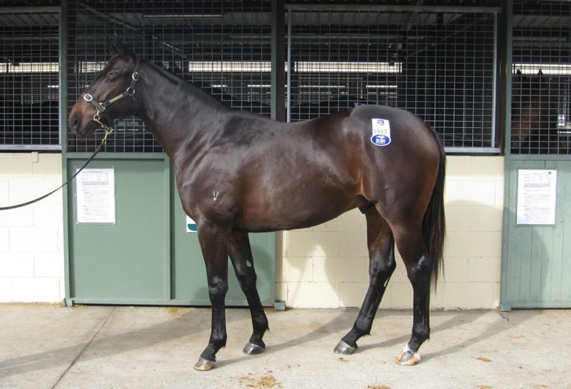 El Jackino - photo 1