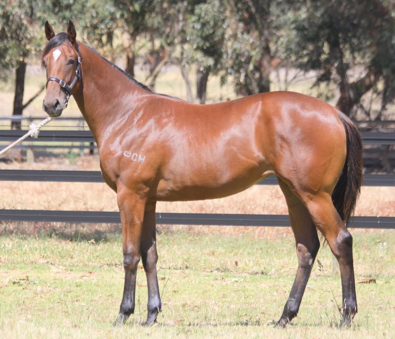 Due Sasso (AUS) / Stormletto (AUS) - photo 1