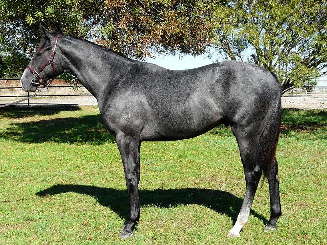 Gee Gees Cashcard - photo 1