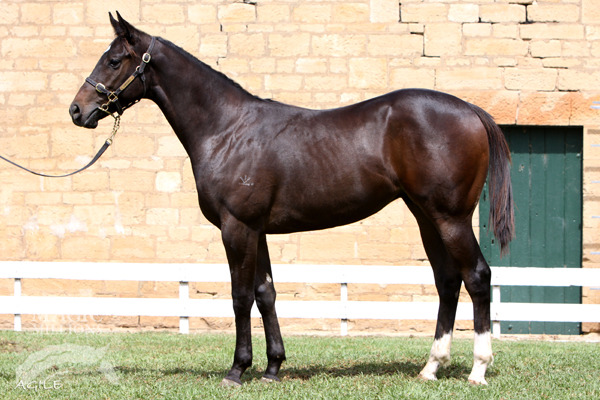Hidden Dragon (AUS) / Love Call (AUS) - photo 1