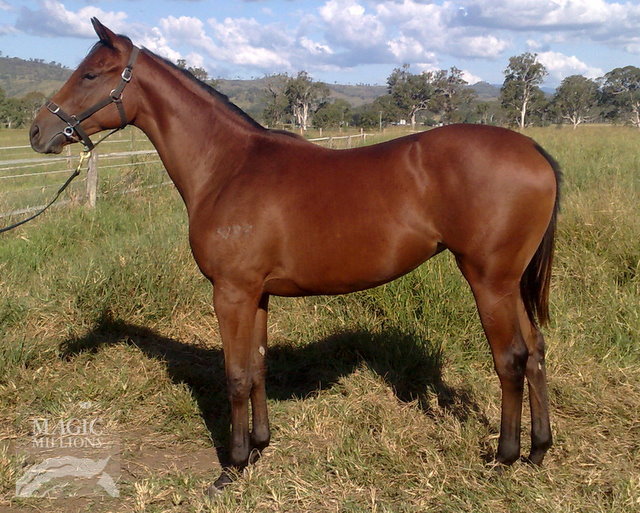 Magic in Motion (AUS) - photo 1