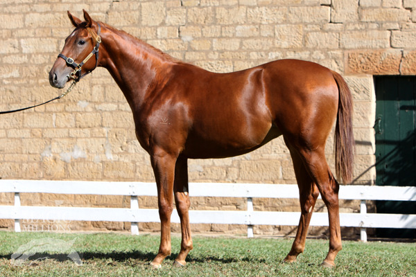 Sequalo Suzie - photo 1