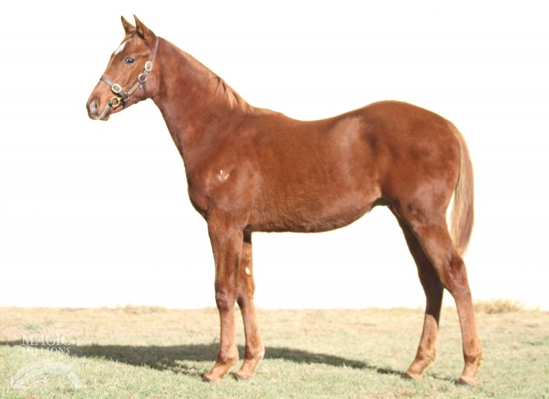 Stellarcraft - photo 1