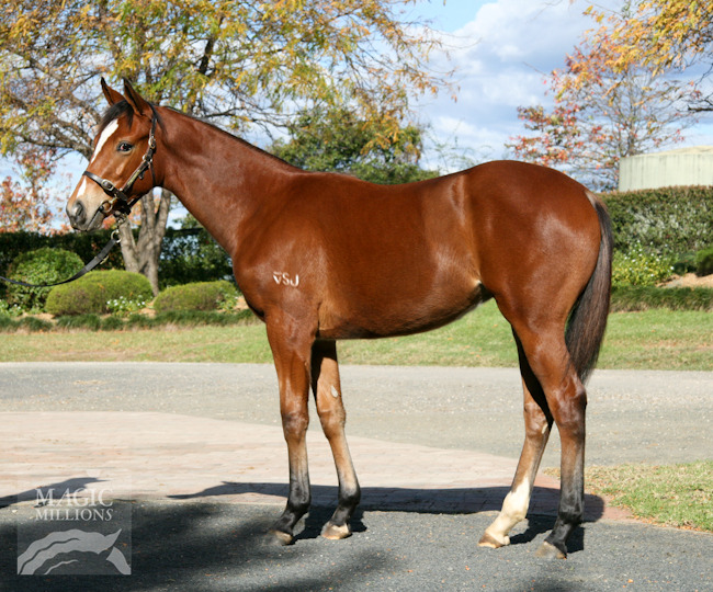 Firostefani (AUS) - photo 1