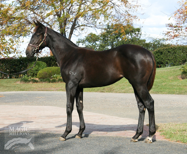 Murtajill (AUS) / Hawaiian Chimes (USA) - photo 1