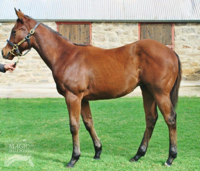 King Rian (AUS) - photo 1