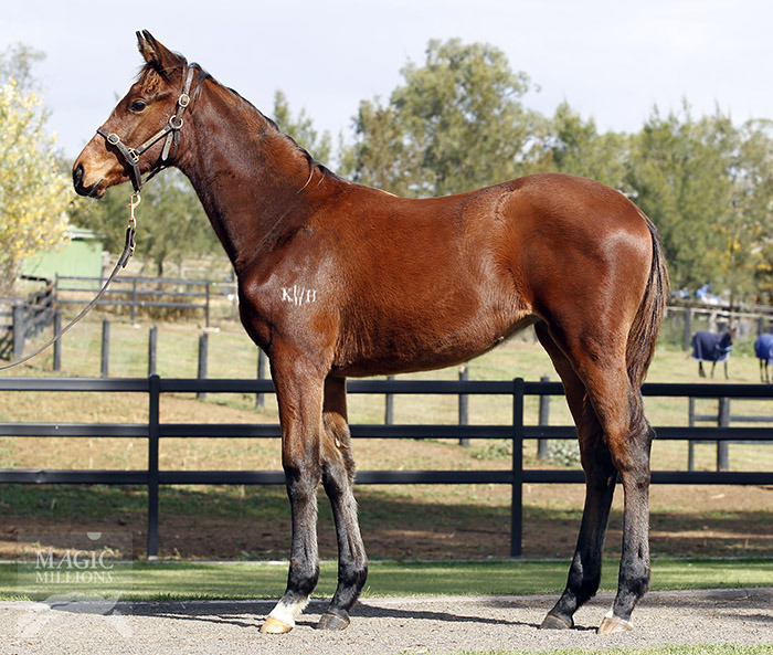 Sir Percy (GB) / Luna Scene (NZ) - photo 1