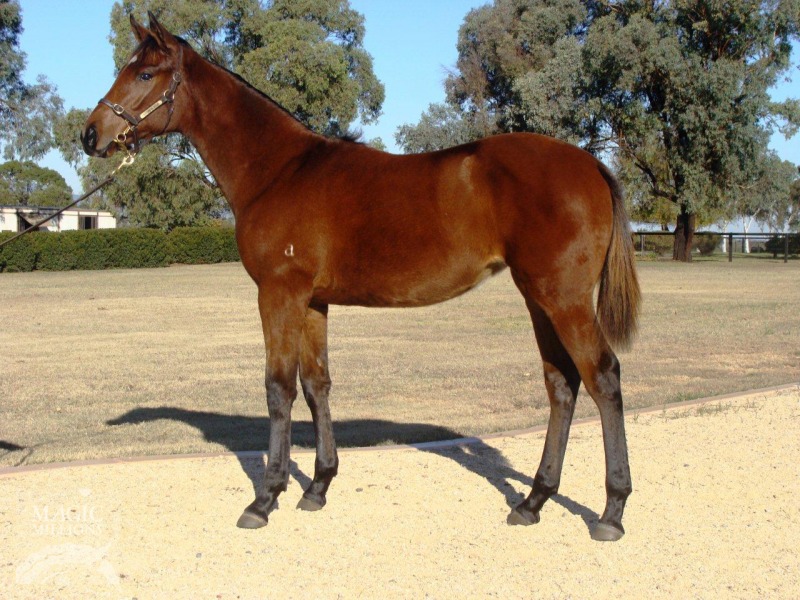 Sarocstar (AUS) - photo 1