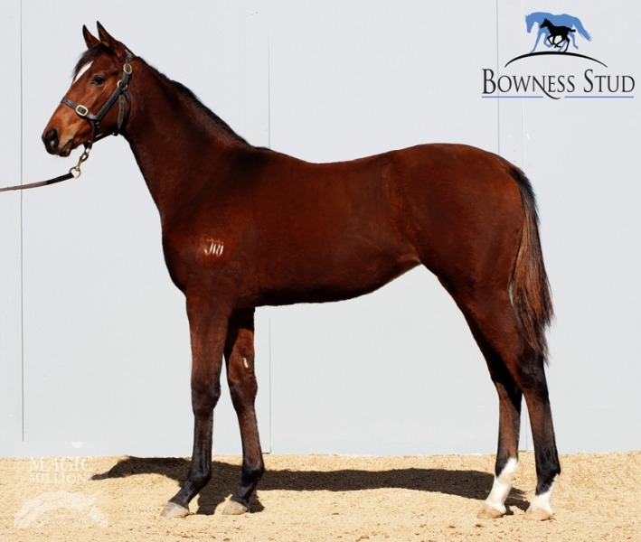 Shamrock Alley (AUS) - photo 1