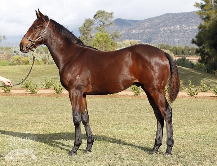 Flying Captain - photo 1