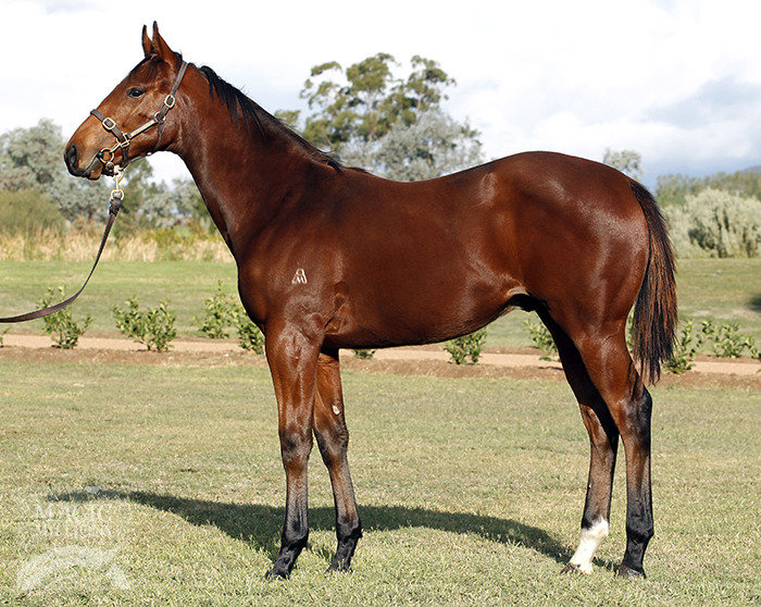 Myboycharlie (IRE) / Cozy Lady (USA) - photo 1