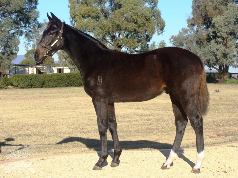 Bundle Of Heart (AUS) - photo 1