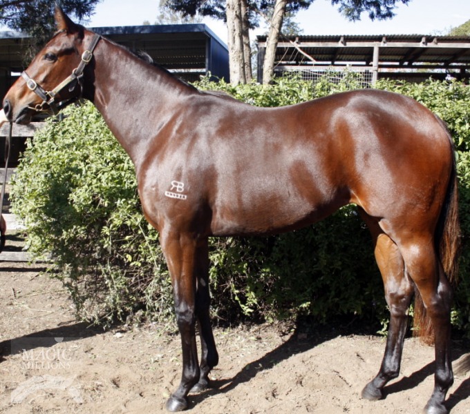 Mini Hussler - photo 1