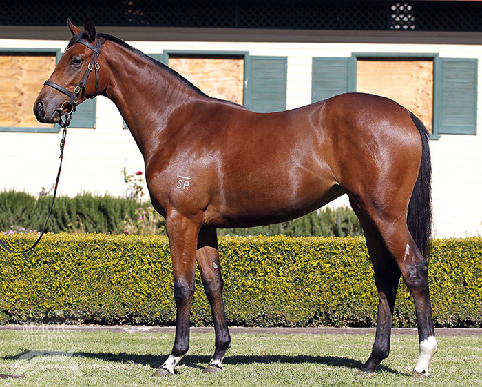 Quick Witted (AUS) - photo 1