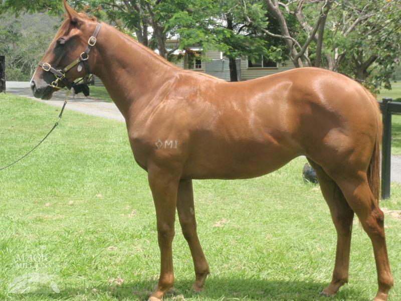 Northern Meteor (AUS) / High Roll'n Woman (AUS) - photo 1