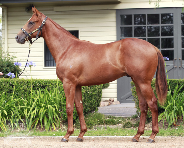 Lotte Bravo (AUS) - photo 1