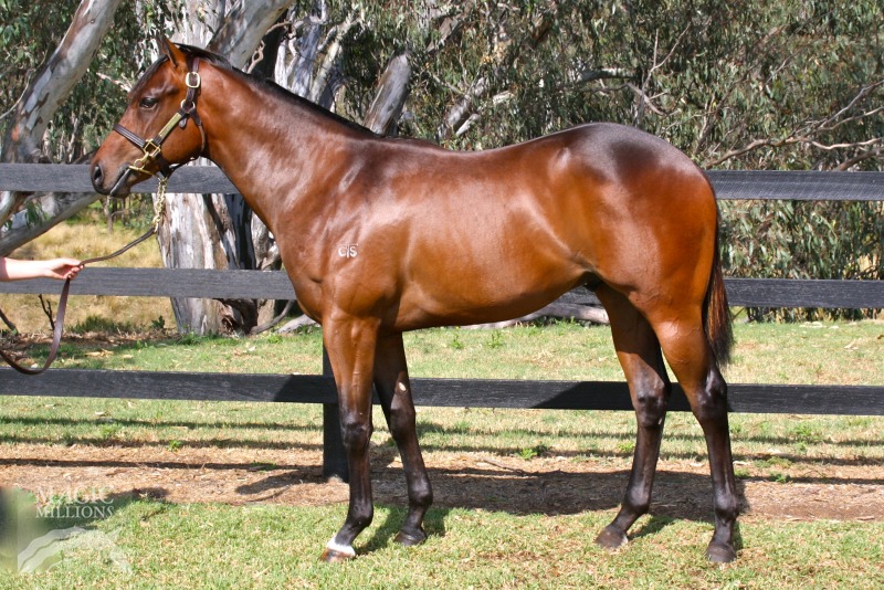 Favoloso (AUS) - photo 1