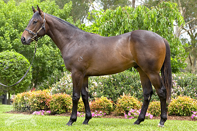 Born Regal (AUS) - photo 1