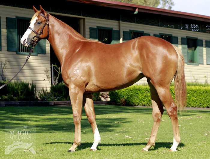 Kala's Belle (AUS) - photo 1