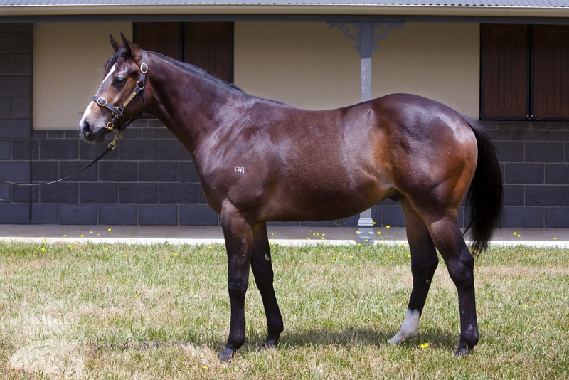 Stratum (AUS) / Ms Guacamolee (USA) - photo 1