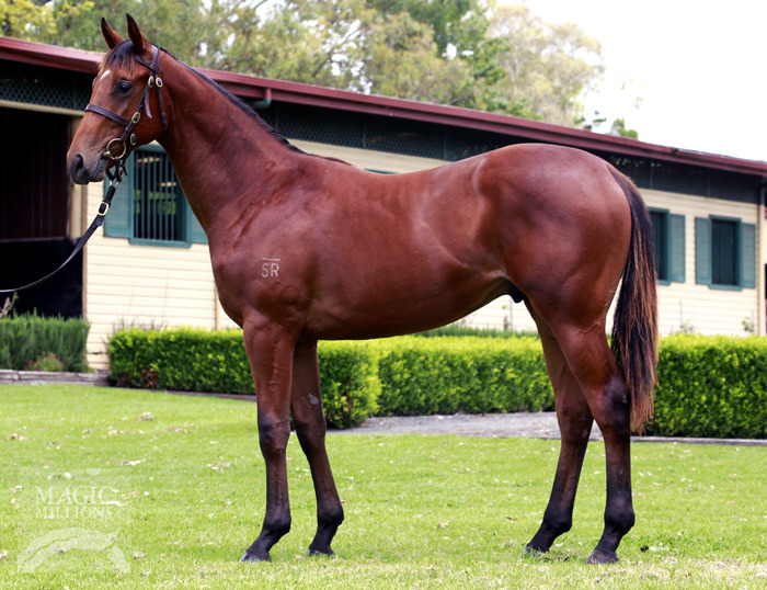 Zizou (AUS) / Perfectly Poised (AUS) - photo 1