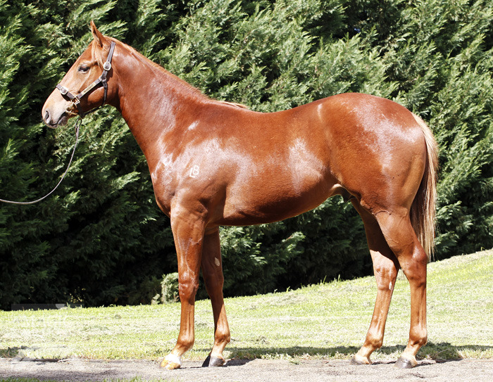 Amiconi Originale - photo 1