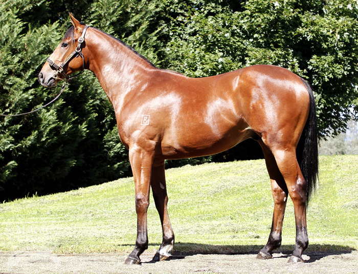 Stratum (AUS) / Quibble (AUS) - photo 1