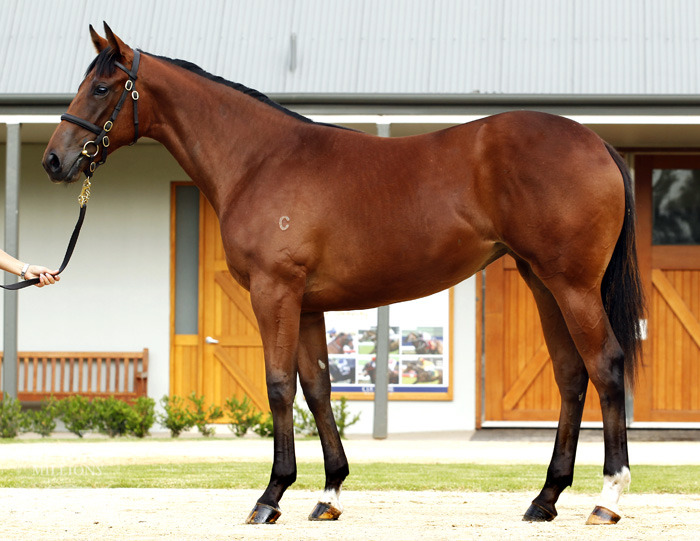 Laid Back Cat - photo 1