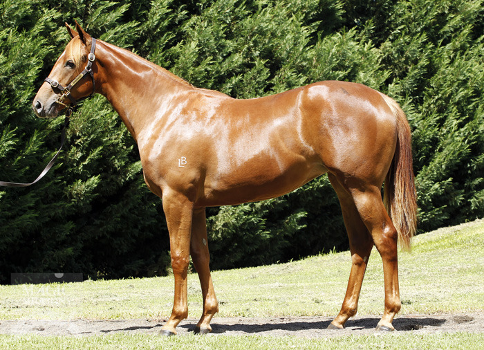 Pindan Pearl (AUS) - photo 1