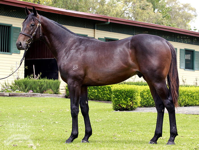 Sky Clip (AUS) - photo 1