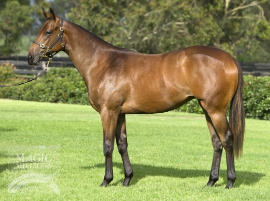 Estrella Especiale (AUS) - photo 1