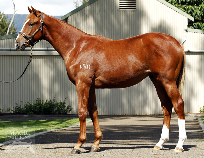 Adivino (AUS) - photo 1