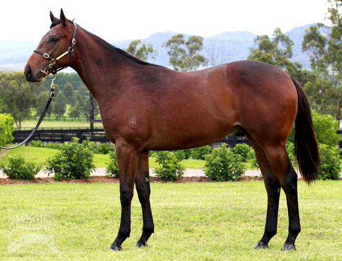 Myboycharlie (IRE) / Translate (AUS) - photo 1