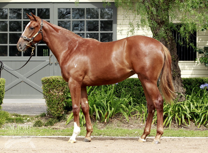 Noela's Choice - photo 1