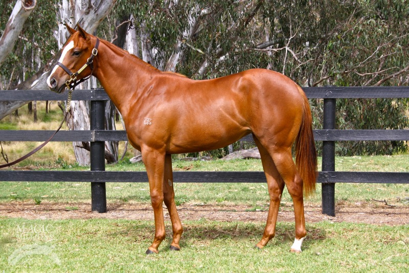 Testa Rossa (AUS) / Wakey Wakey (AUS) - photo 1