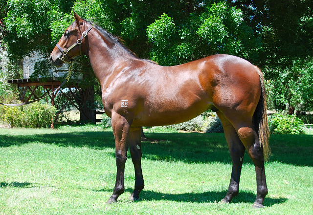 Euchre King (AUS) - photo 1