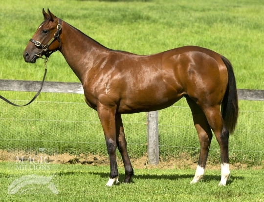 Tara Beauty (AUS) - photo 1