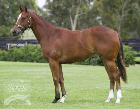 Distinctive Flyer - photo 1