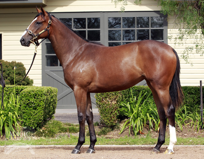 Artistic Lass (AUS) - photo 1