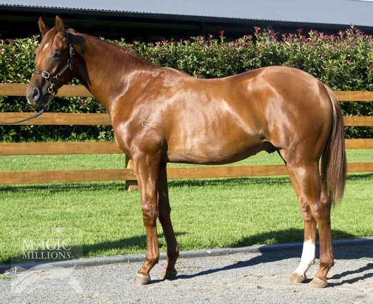 Rojo Grande (AUS) - photo 1