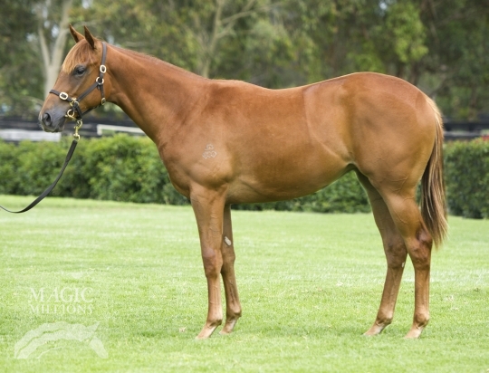 Sweet Idea (AUS) - photo 1